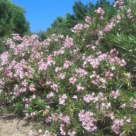 Bed & Breakfast Chez Yvette , C'est Chouette!! Carcassonne