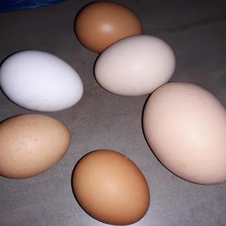 Frühstückspension Chez Yvette , C'est Chouette!! *