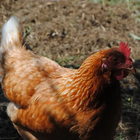 Frühstückspension Chez Yvette , C'est Chouette!! *