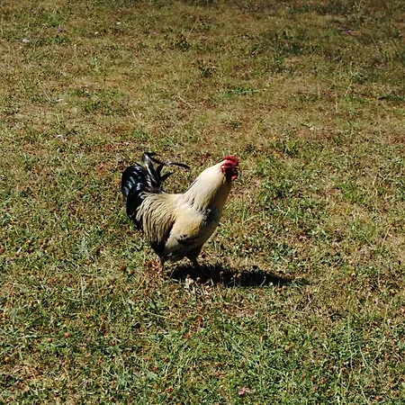 Chez Yvette , C'est Chouette!! Frühstückspension Carcassonne