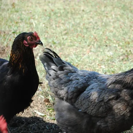 Chez Yvette , C'est Chouette!! Frühstückspension Carcassonne