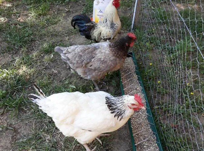 Chez Yvette , C'est Chouette!!