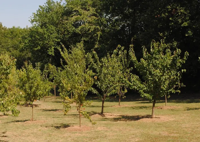 Chez Yvette , C'est Chouette!! * Carcassonne