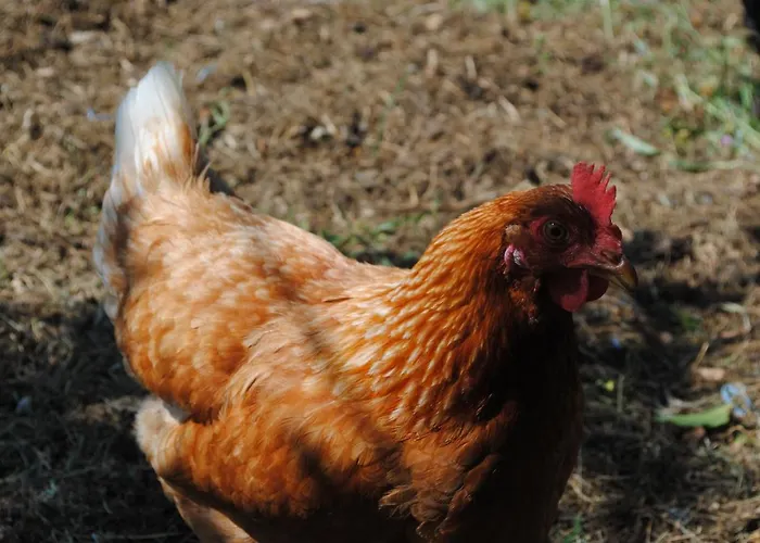 Bed & Breakfast Chez Yvette , C'est Chouette!! *